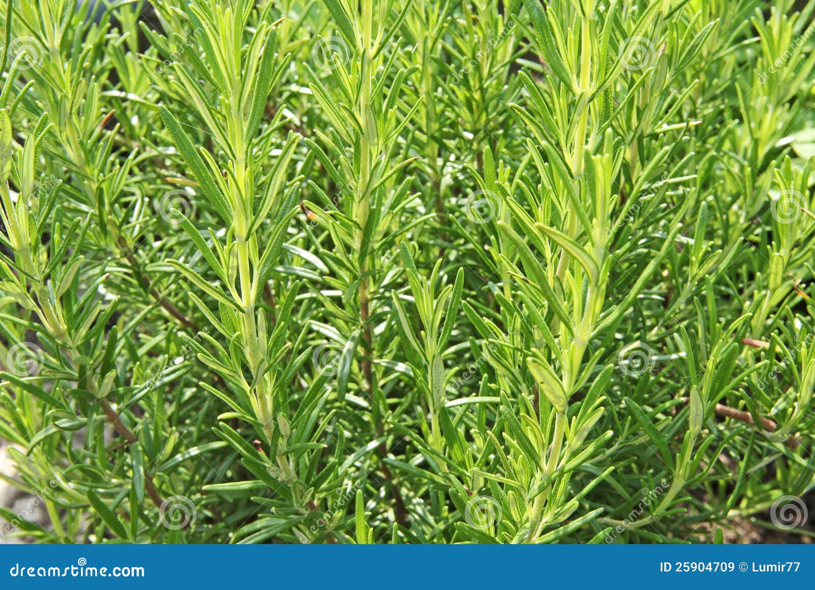 Rosemary imagen de archivo. Imagen de planta, hojas, sabor 25904709