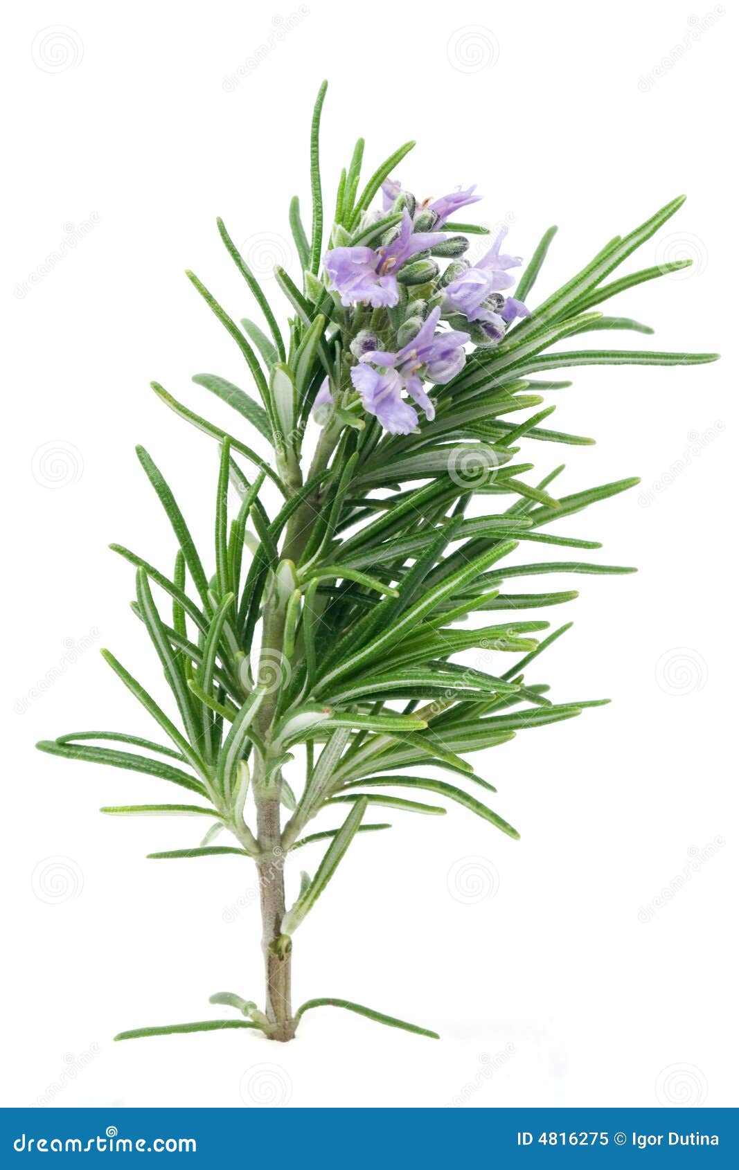 rosemary