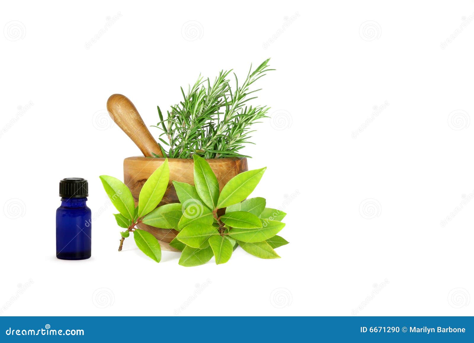 Rosemary and Bay Leaf Herbs Stock Photo Image of glass, herbal 6671290