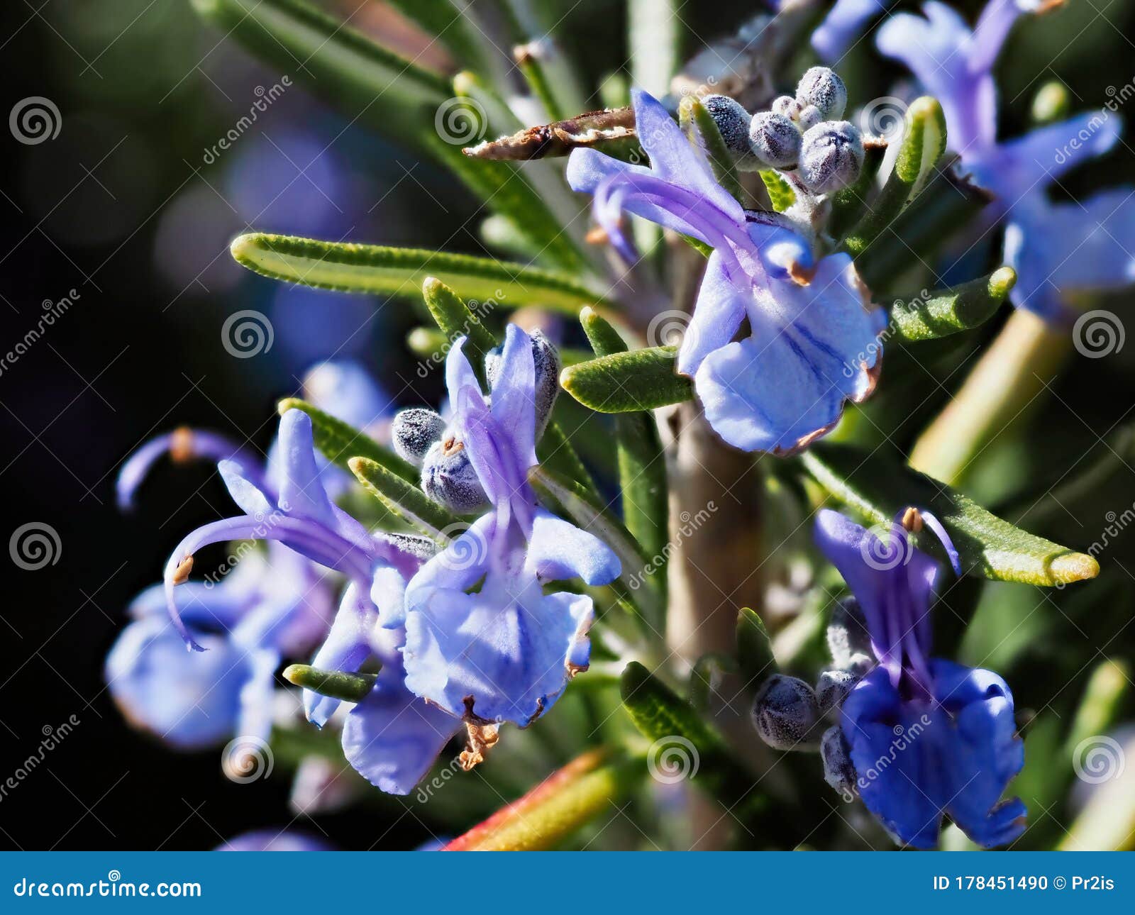 Rosemary bloom closeup stock photo. Image of leaf, green 178451490