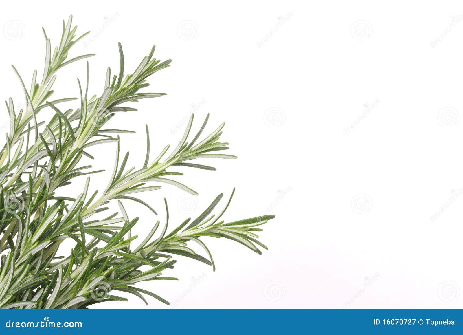 Rosemary border stock image. Image of rosemary, fresh 16070727