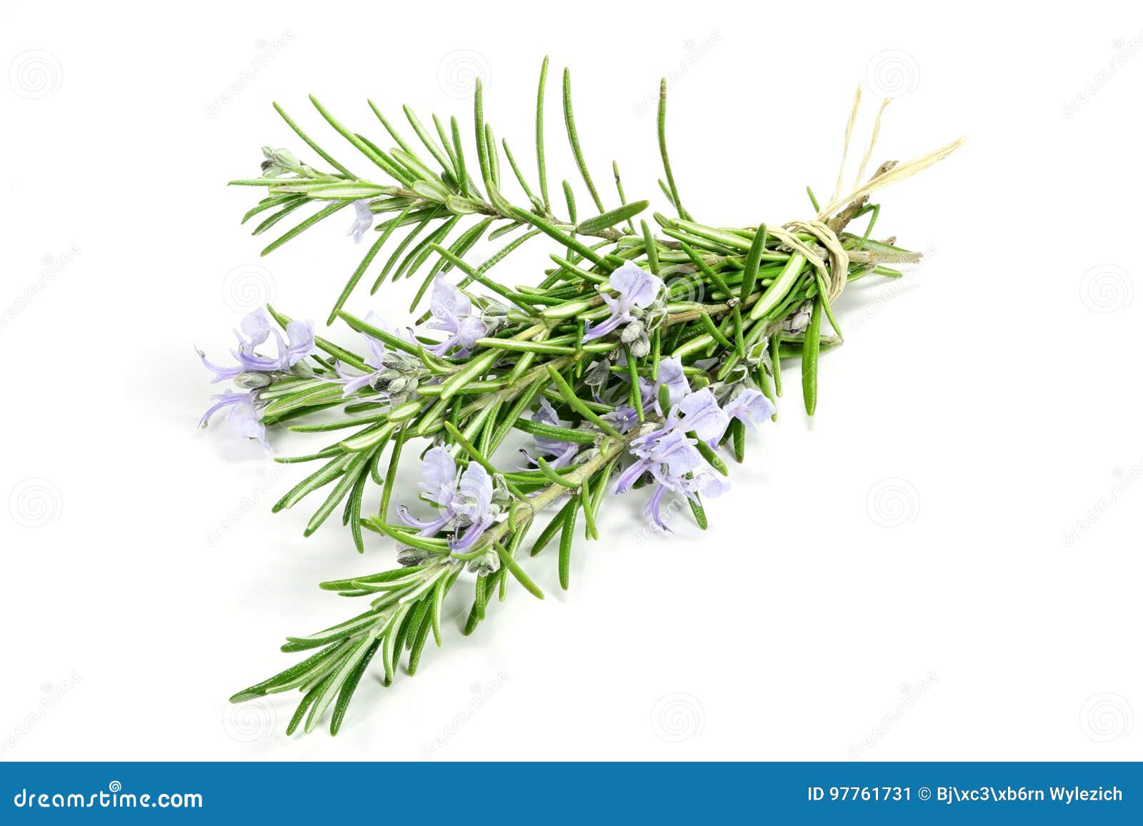 Rosemary stock image. Image of biological, officinalis - 97761731