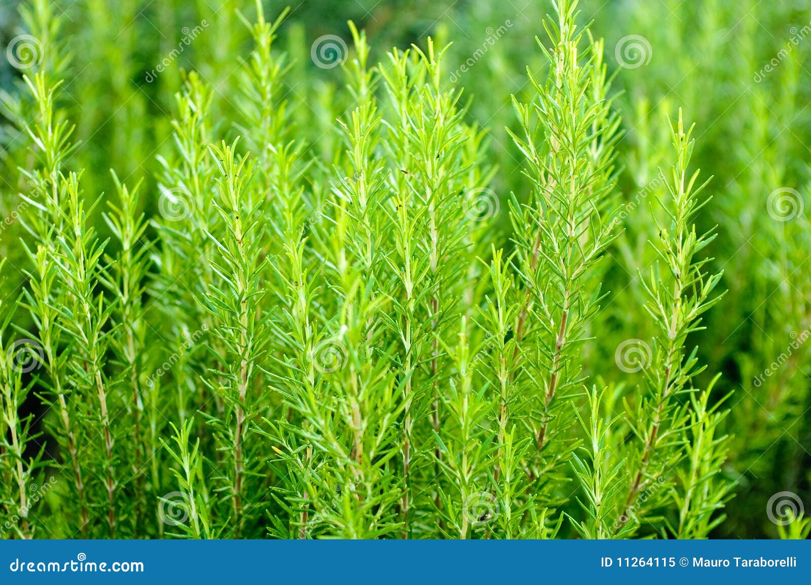 Rosemary bush stock image. Image of asterids, lamiaceae 11264115