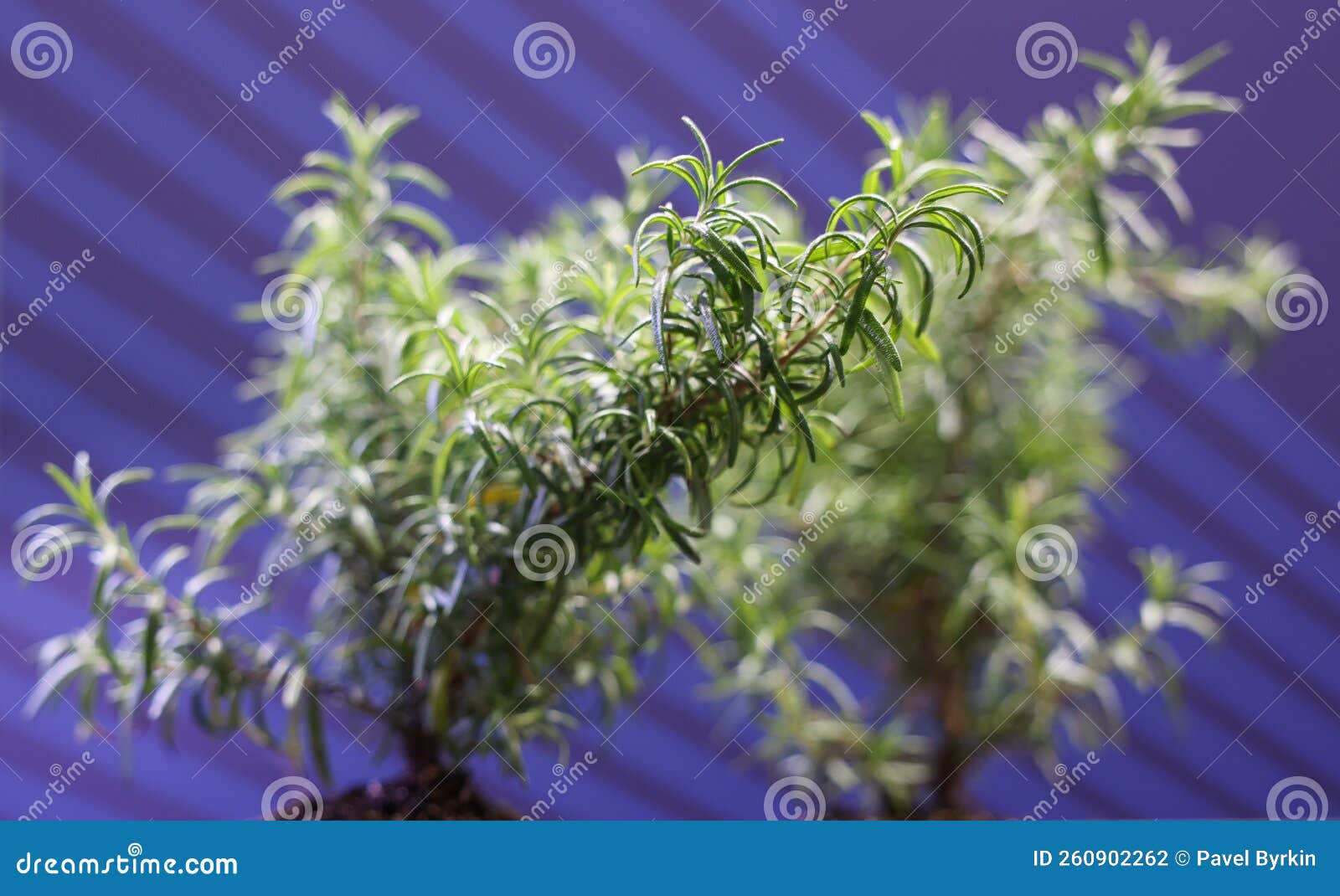 Rosemary bush stock photo. Image of food, fresh, growth 260902262
