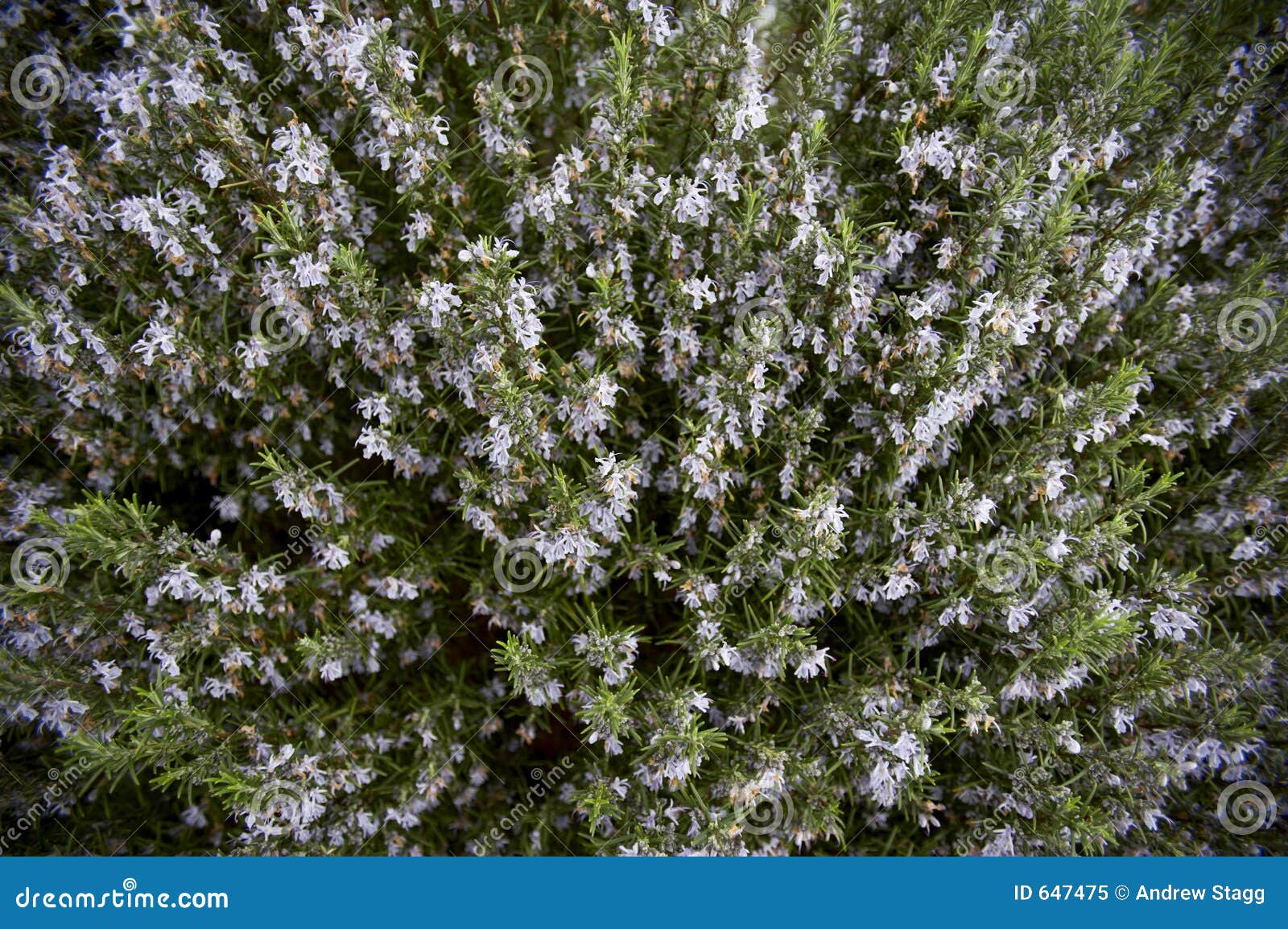 Rosemary bush stock image. Image of bush, garden, culinary 647475