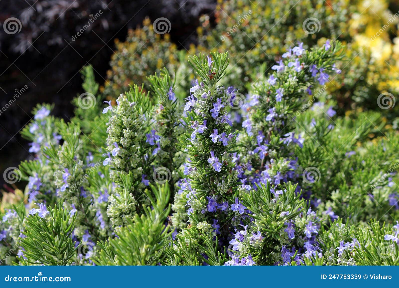 Rosemary Bush stock image. Image of nature, green, kitchen 247783339