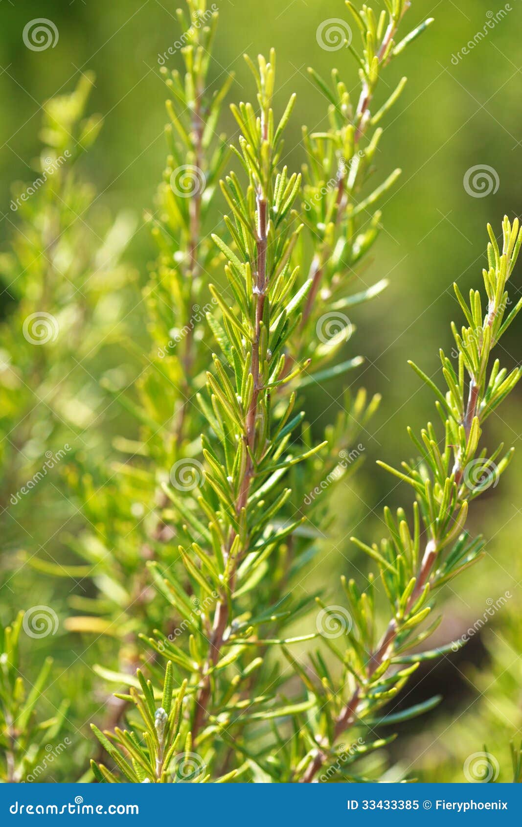 Rosemary bushes in field stock image. Image of botany 33433385