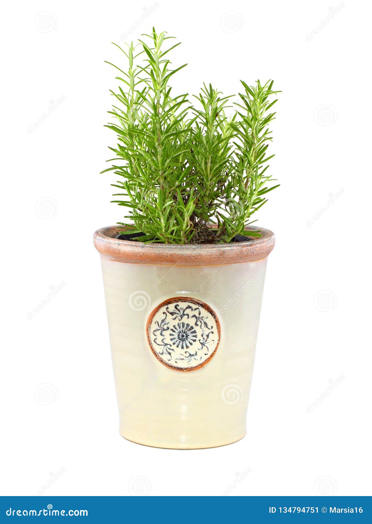 Rosemary in a clay pot stock image. Image of botany 134794751