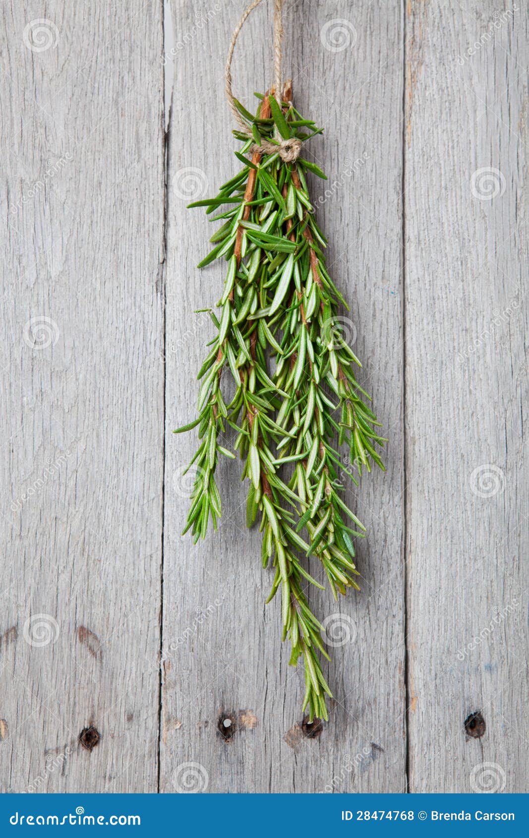 Rosemary Drying stock photo. Image of natural, medicinal 28474768