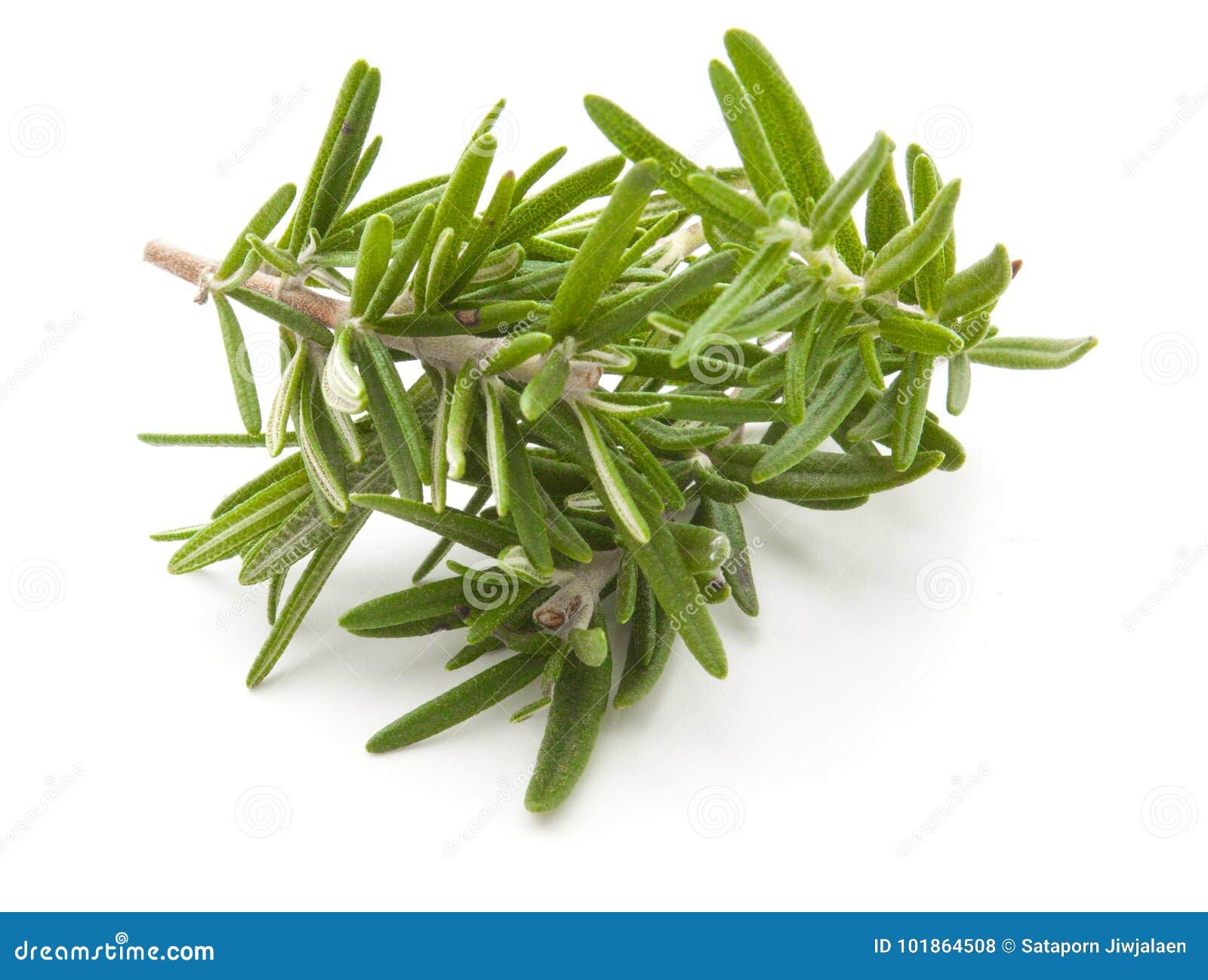 Rosemary en blanco foto de archivo. Imagen de fresco 101864508