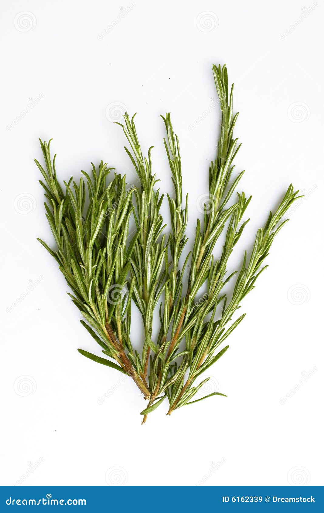 Rosemary En El Fondo Blanco Imagen de archivo Imagen de comestible, aroma 6162339