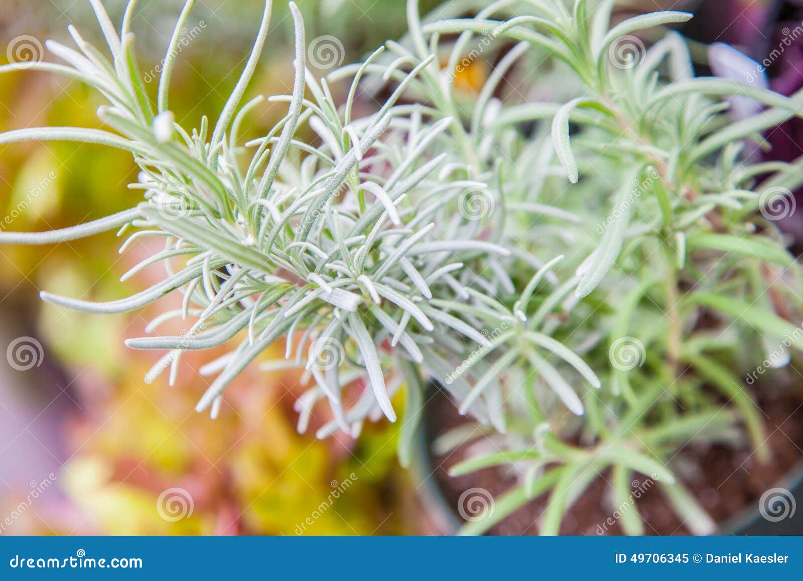 Rosemary stock image. Image of herb, taste, spice, rosemary 49706345