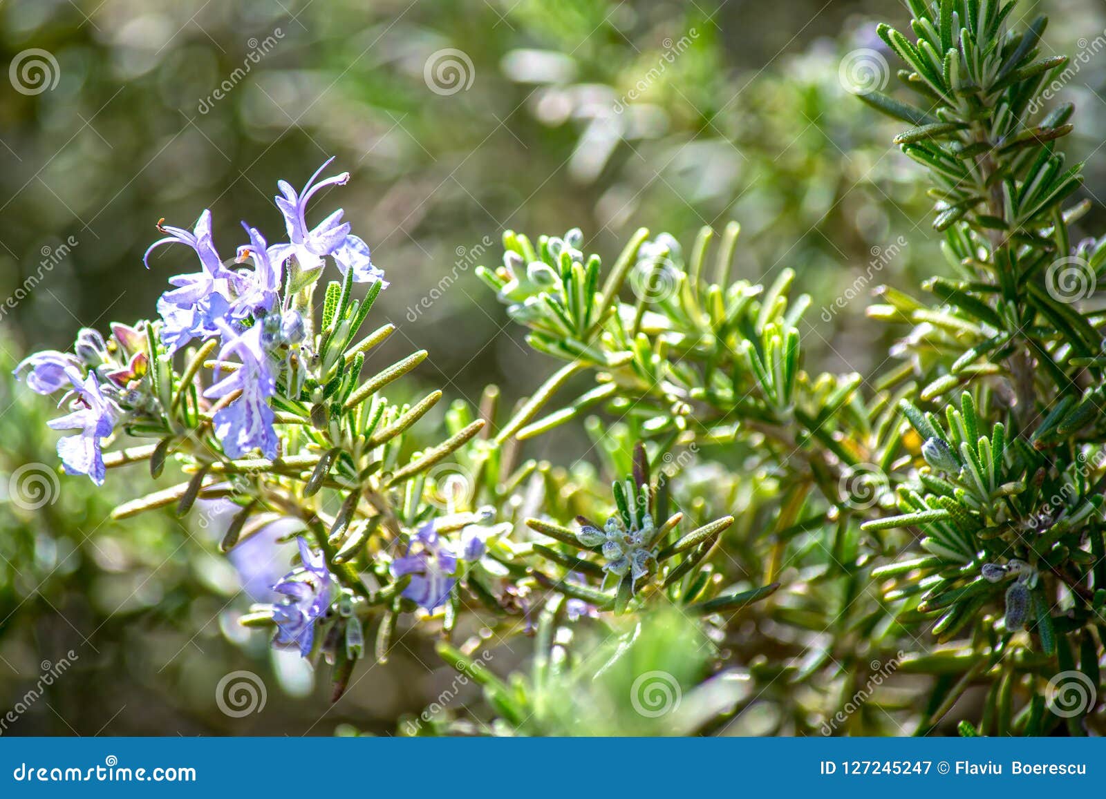 Rosemary flower stock image. Image of blue, aromatherapy 127245247