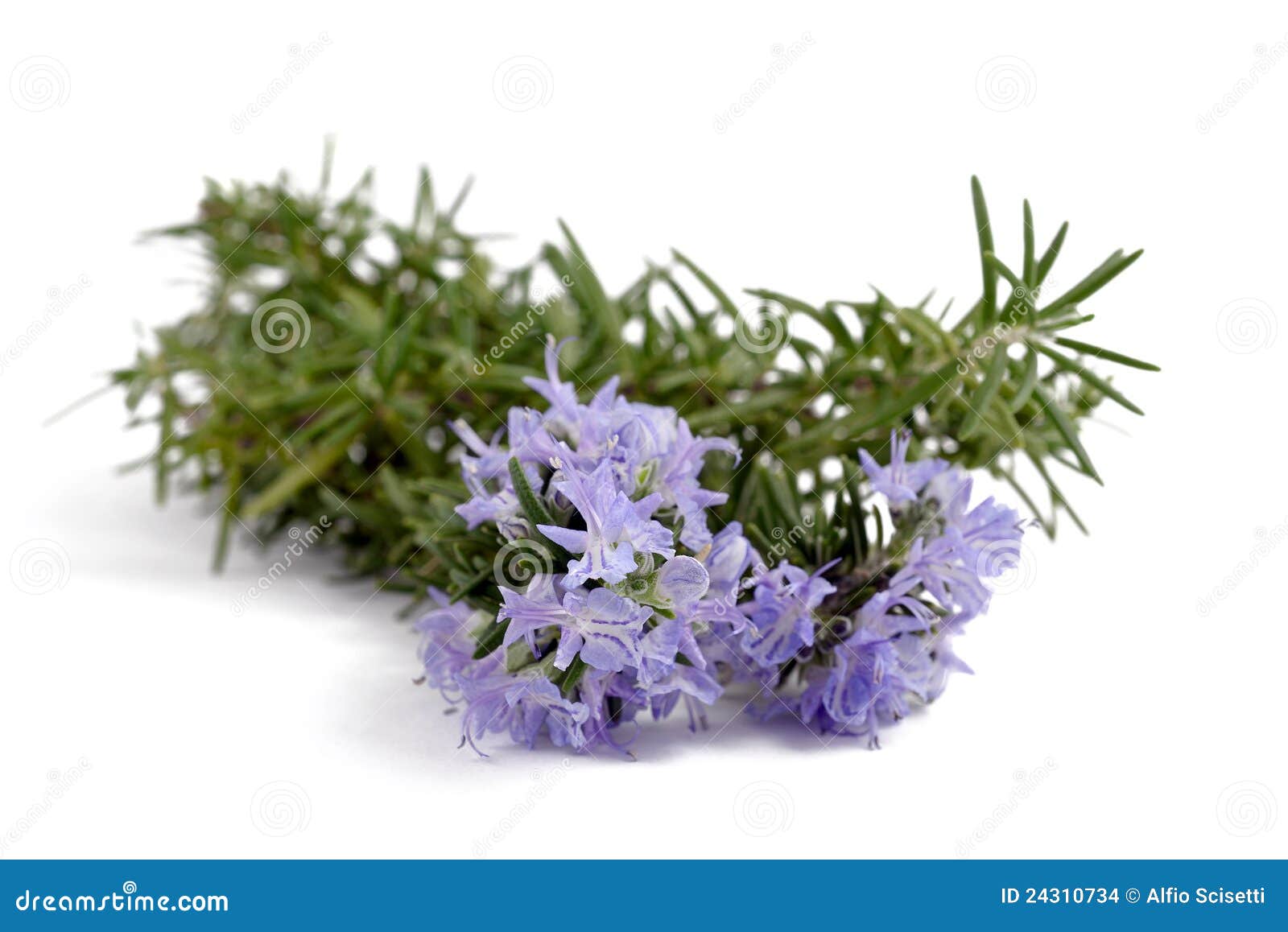 Rosemary with flowers stock photo. Image of plant, sprig 24310734