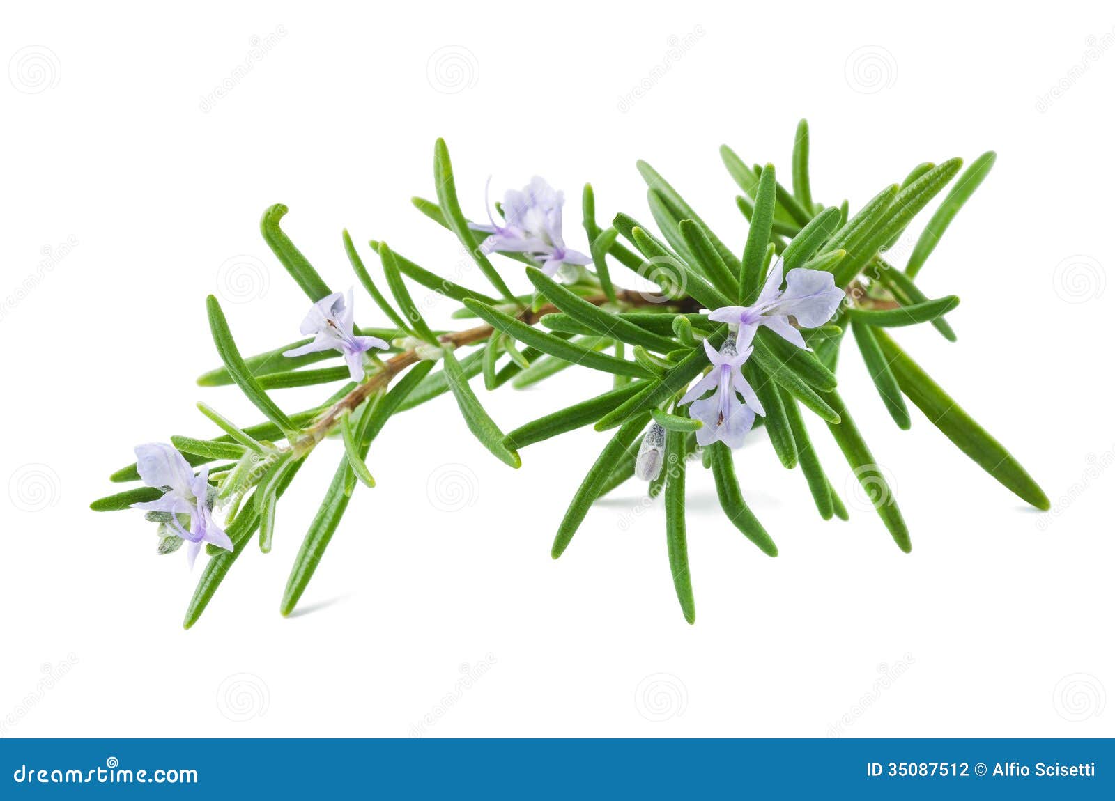 Rosemary stock photo. Image of aroma, organic, herb, freshness 35087512