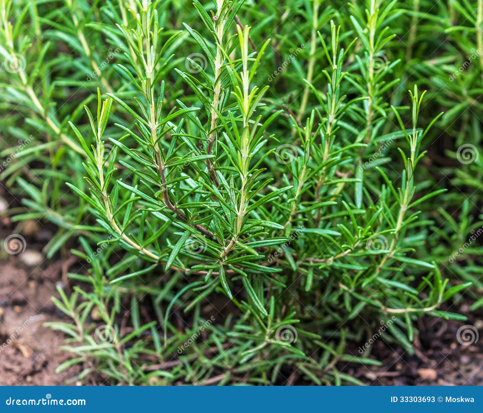 Rosemary in a garden stock image. Image of green, spices 33303693