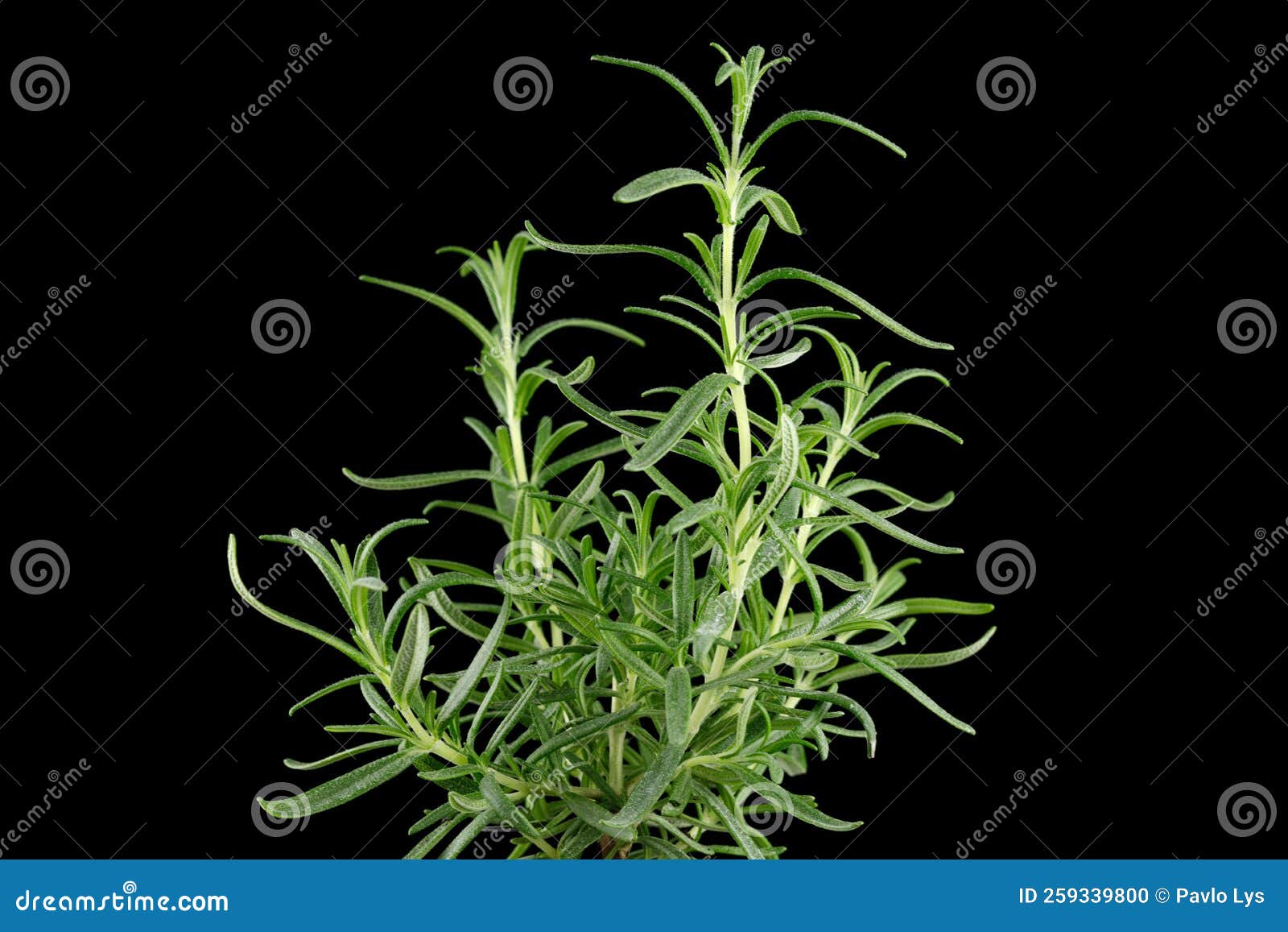 Rosemary Green on Black. Rosemary Plant in a Pot Stock Photo Image of