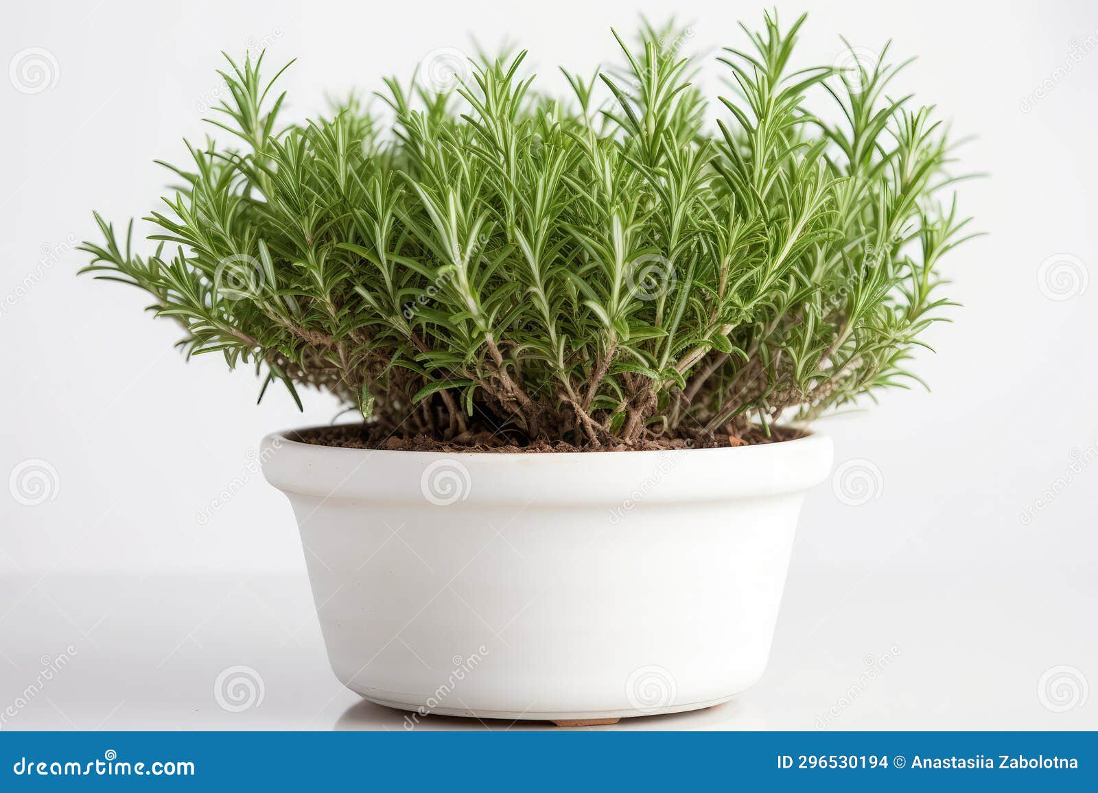 Rosemary Growing in White Pot on White Background. Generative AI Stock