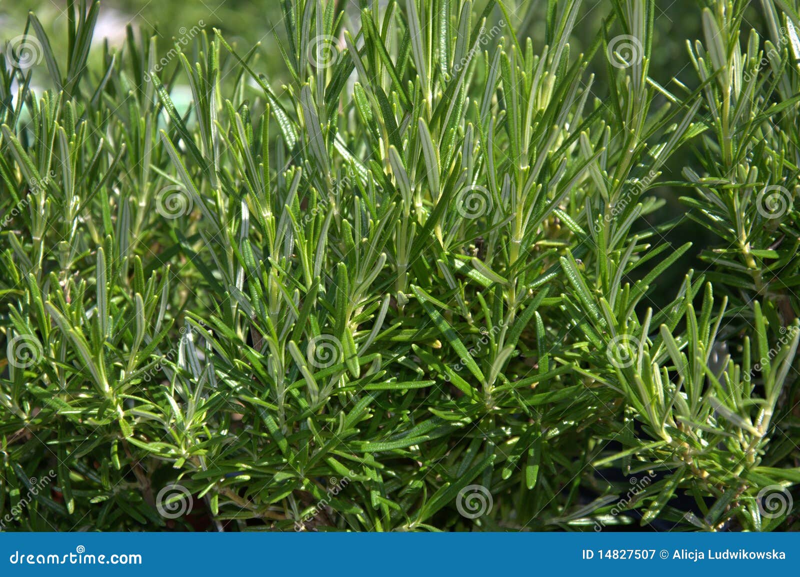 rosemary herb