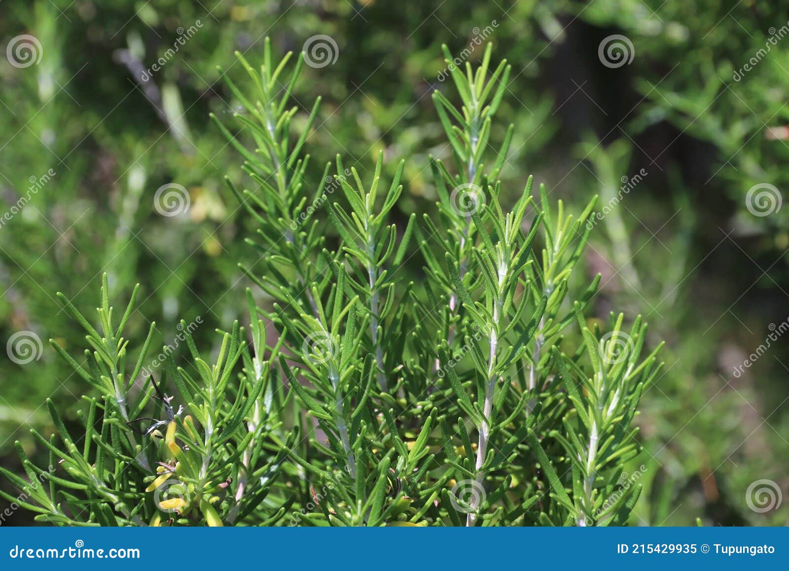 rosemary herb bush rosmarinus officinalis