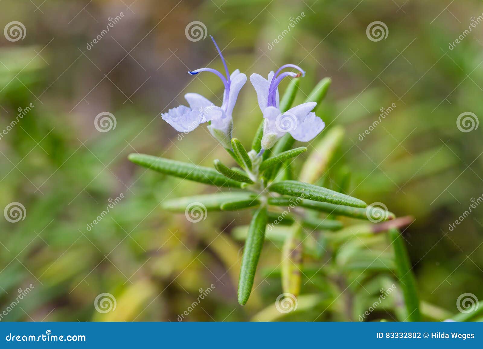 Rosemary herb stock photo. Image of aroma, plant, blooming 83332802