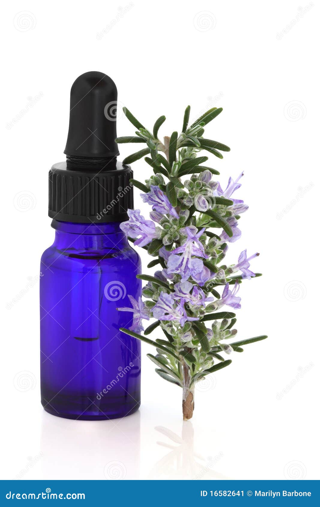 Rosemary Herb Essence stock image. Image of apothecary 16582641