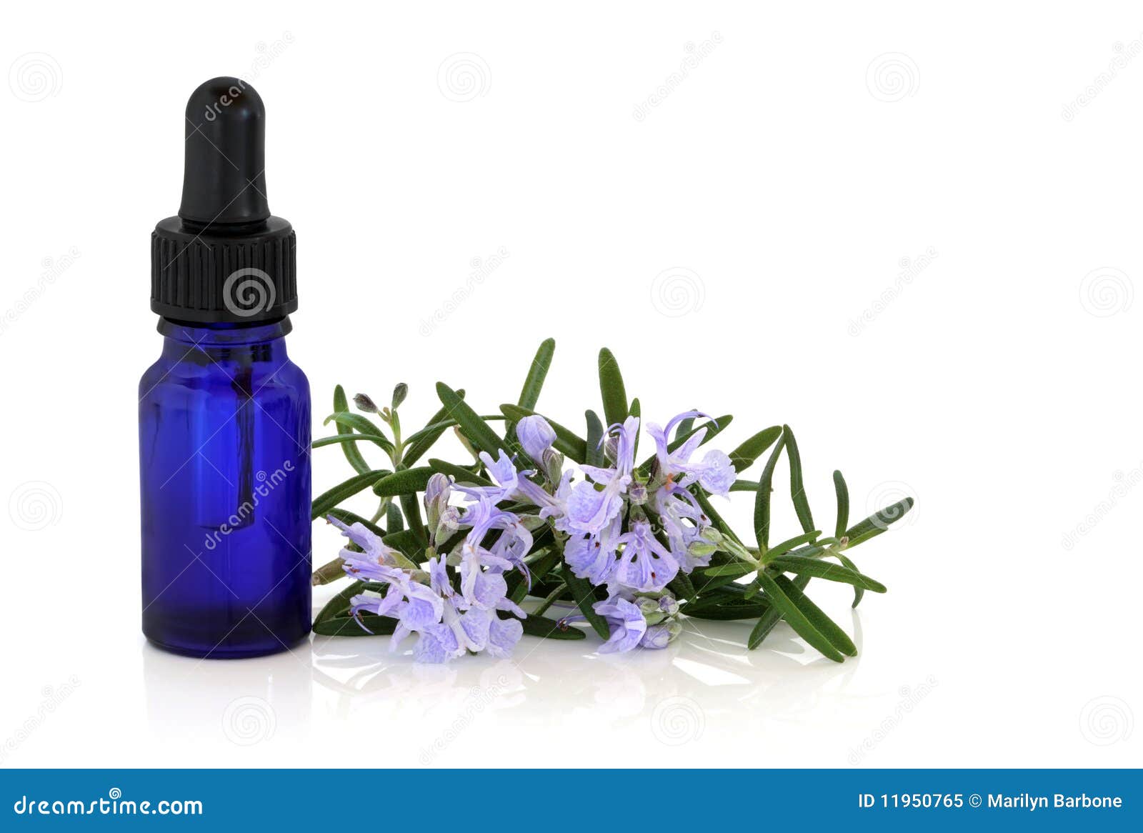 Rosemary Herb Essence and Flowers Stock Image Image of healthy