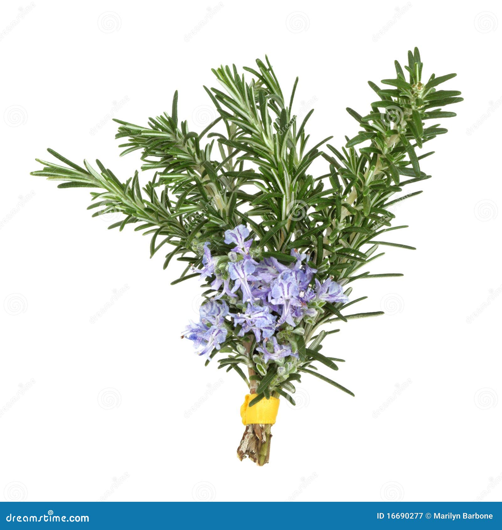 Rosemary Herb Flowers Royalty Free Stock Photography - Image: 16690277