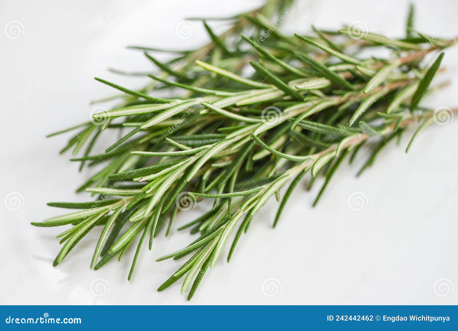 Rosemary Herb, Fresh Rosemary on White Background Stock Photo Image of freshness, herb 242442462