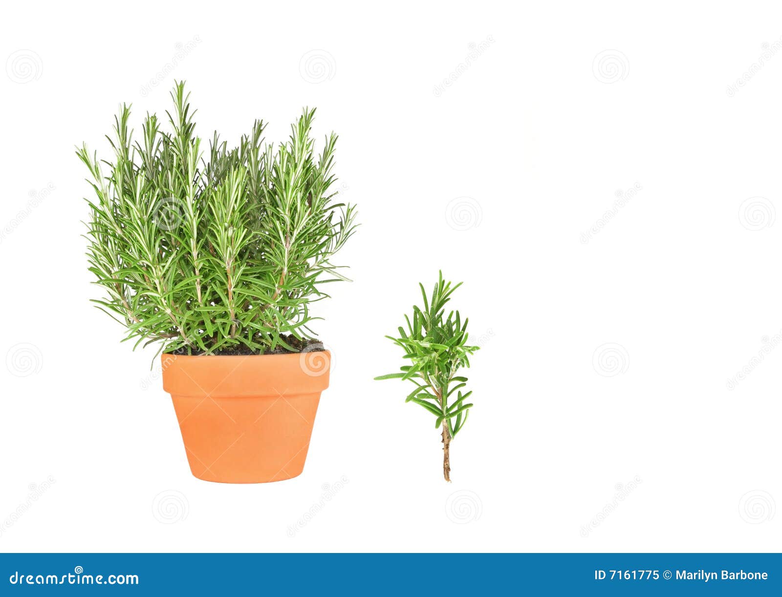 Rosemary Herb and Leaf Sprig Stock Image Image of fragrant
