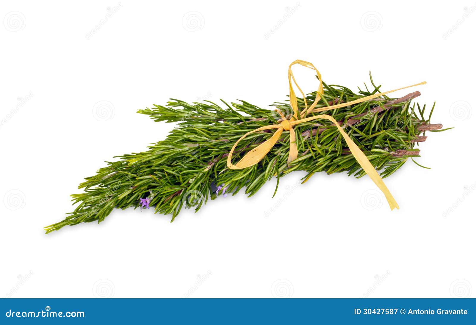 Rosemary Herb Leaf Sprig in Flower Stock Image Image of flora