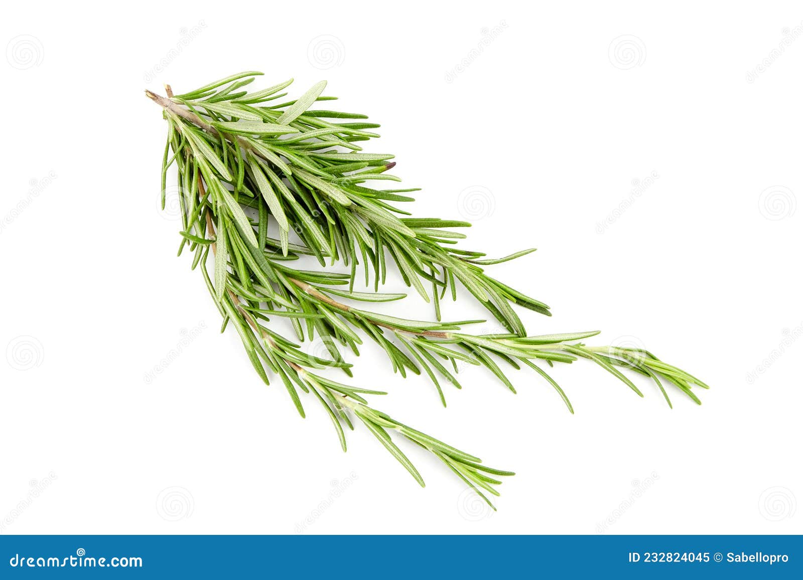 Rosemary Herb Leaves Isolated on White Stock Image Image of branch, herb 232824045