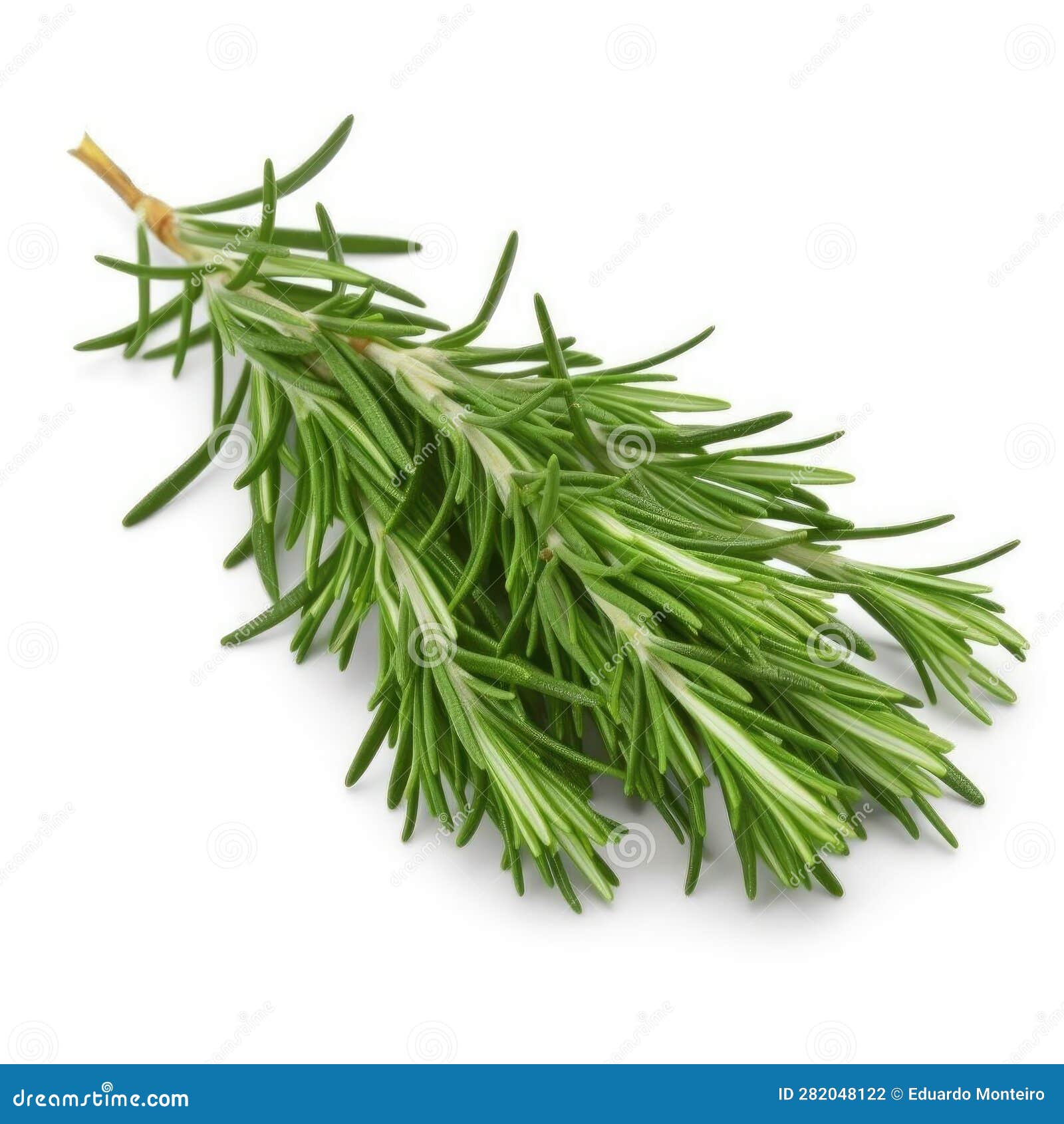 Rosemary Herb Leaves on White Background Cutout Stock Illustration