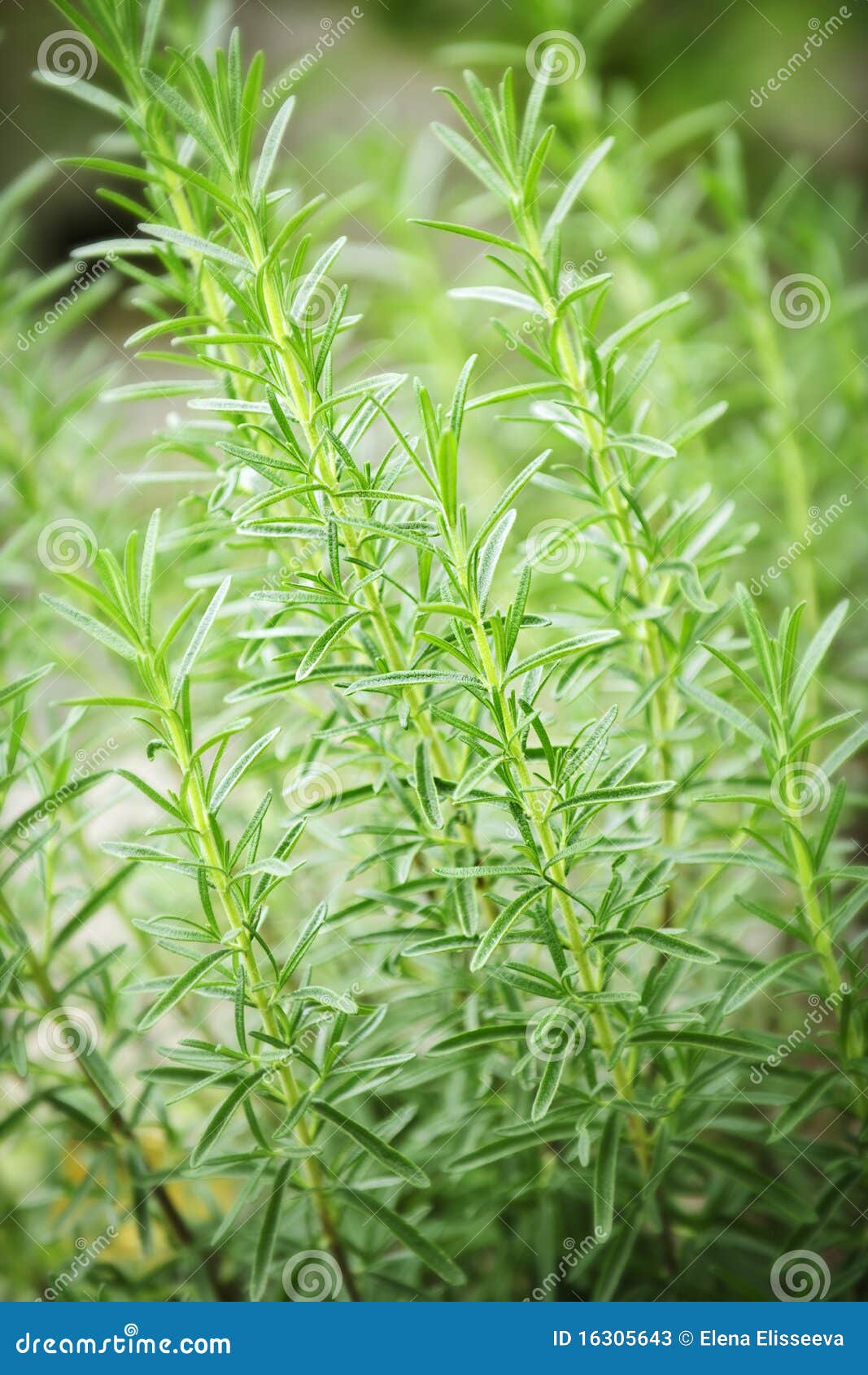 Rosemary Herb Plants Stock Image. Image Of Vegetable - 16305643