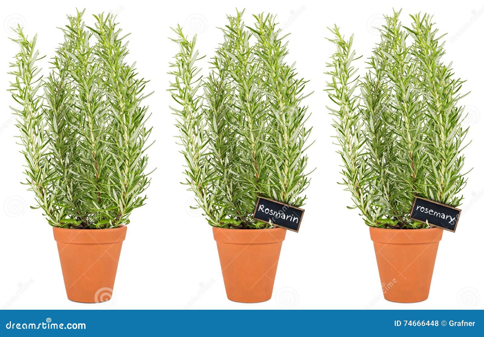 Rosemary Herbs foto de archivo. Imagen de romero, frescura 74666448