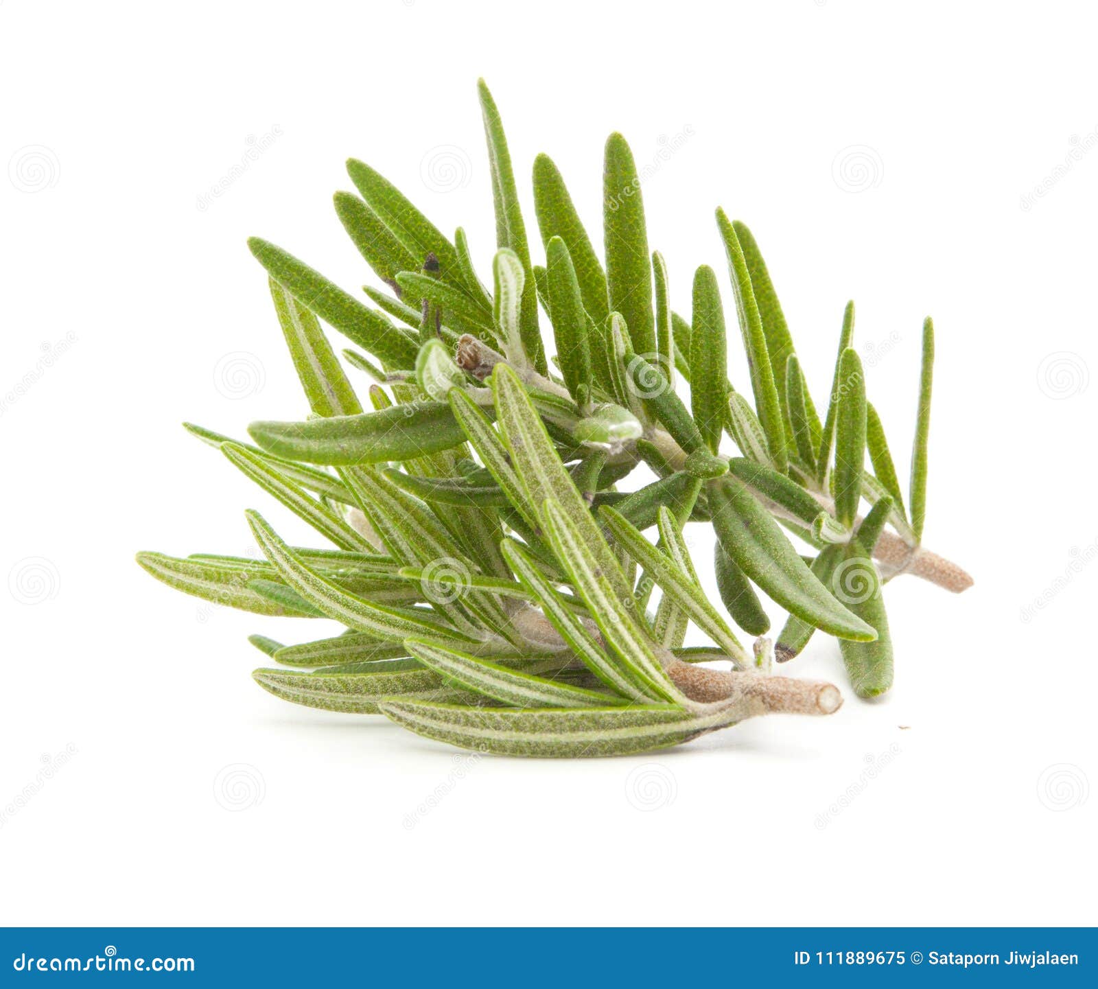 rosemary isolated on white background