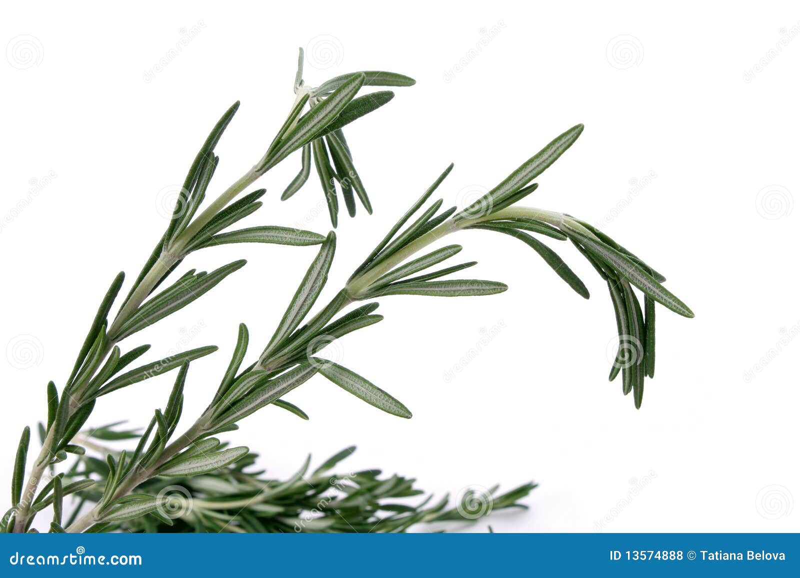 Rosemary Leaves Picture. Image 13574888