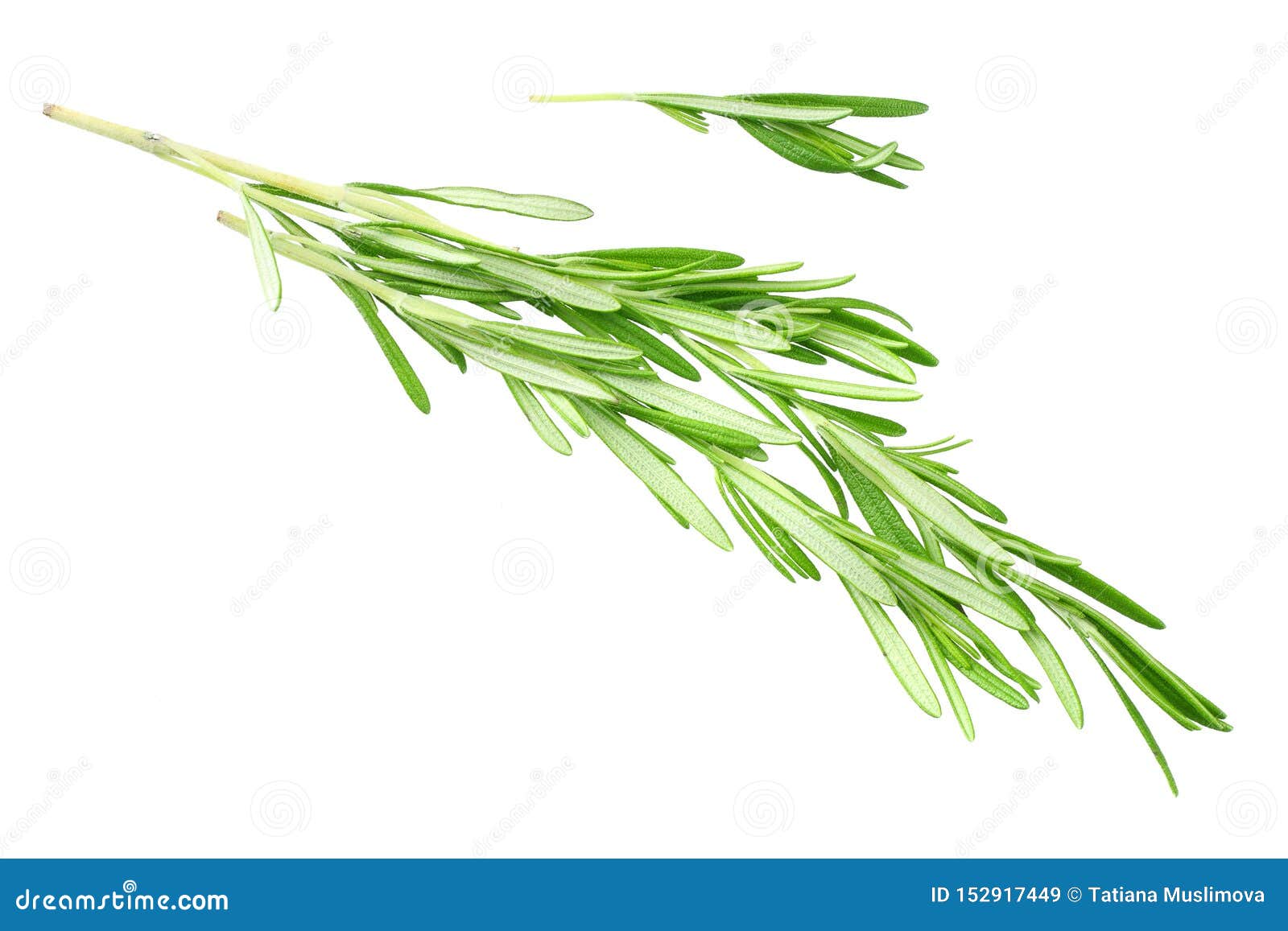 Rosemary Leaves Isolated on White Background. Top View Stock Image Image of branch, plant