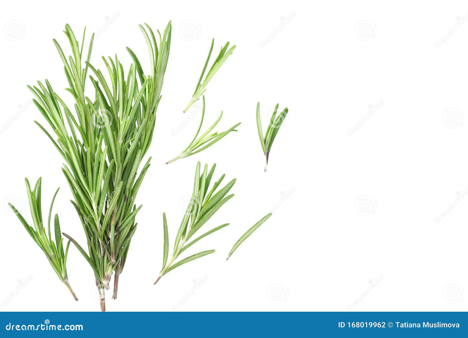 Rosemary Leaves Isolated on White Background. Top View Stock Photo Image of fresh, season
