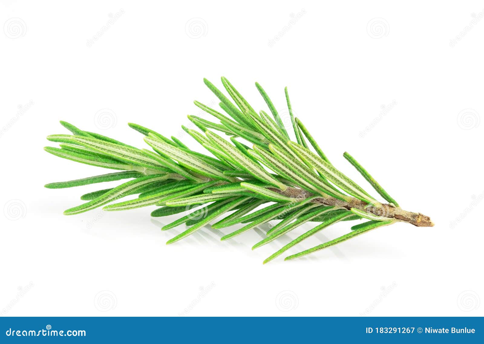Rosemary Leaves Isolated on White Background Stock Image Image of plant, closeup 183291267