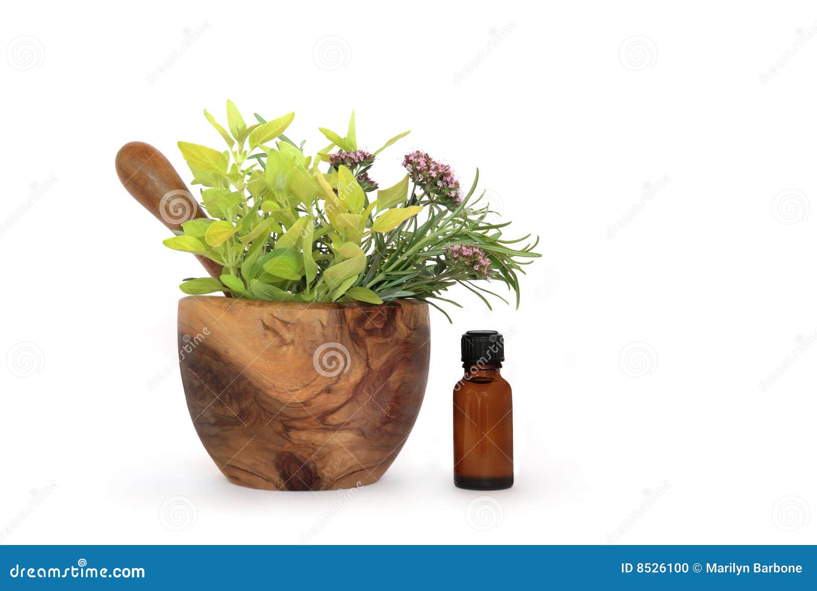 Rosemary, Marjoram and Oregano Herbs Stock Photo Image of flowers