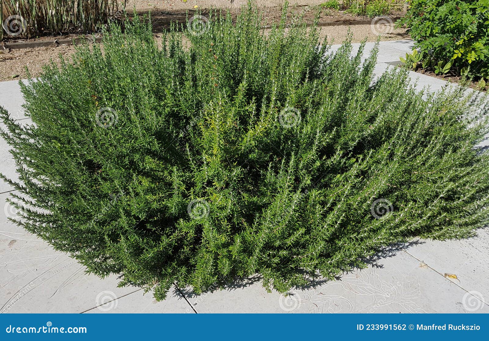 Rosemary officinalis stock photo. Image of herbal, shrub 233991562