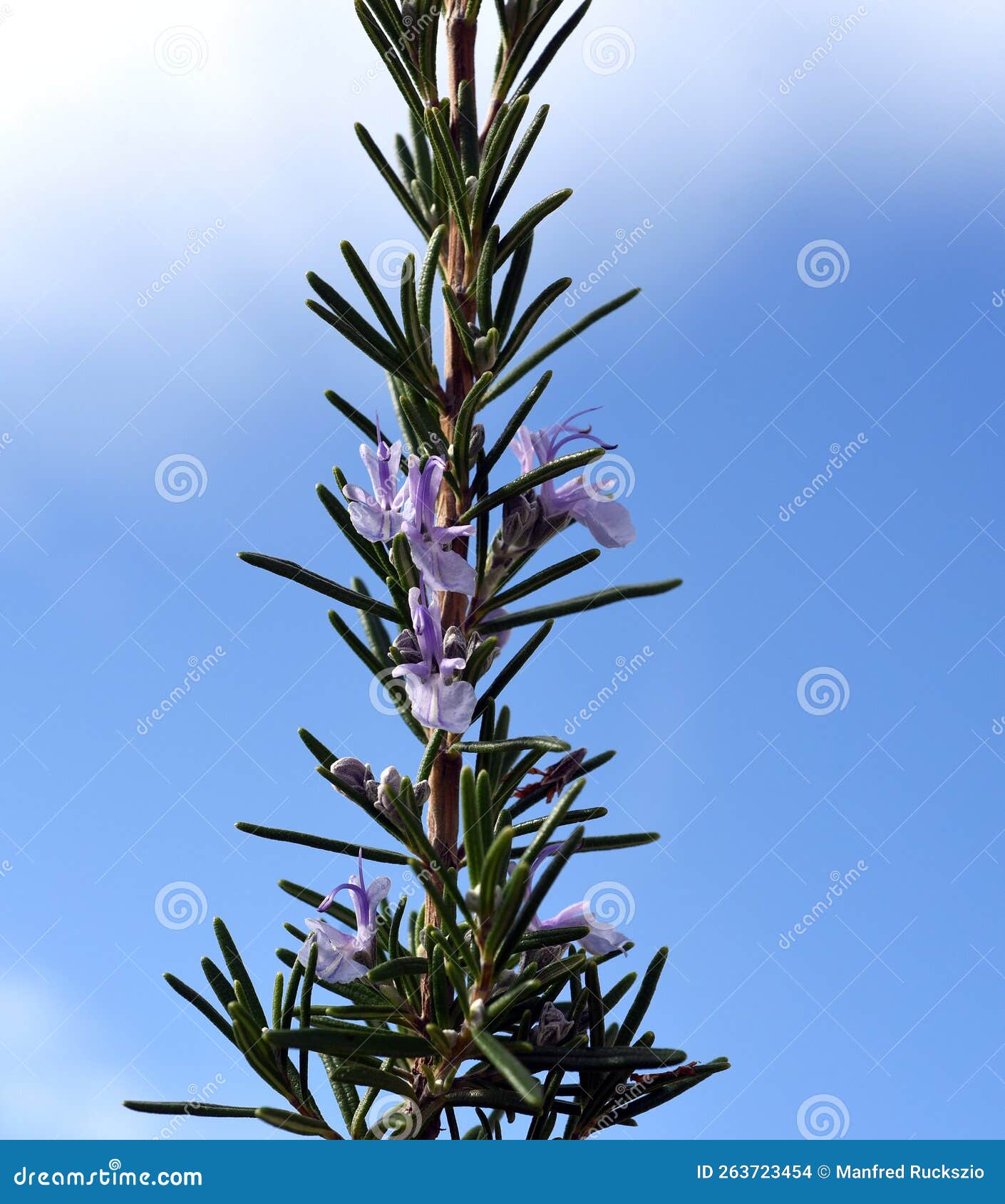 Rosemary officinalis stock photo. Image of shrub, plant 263723454