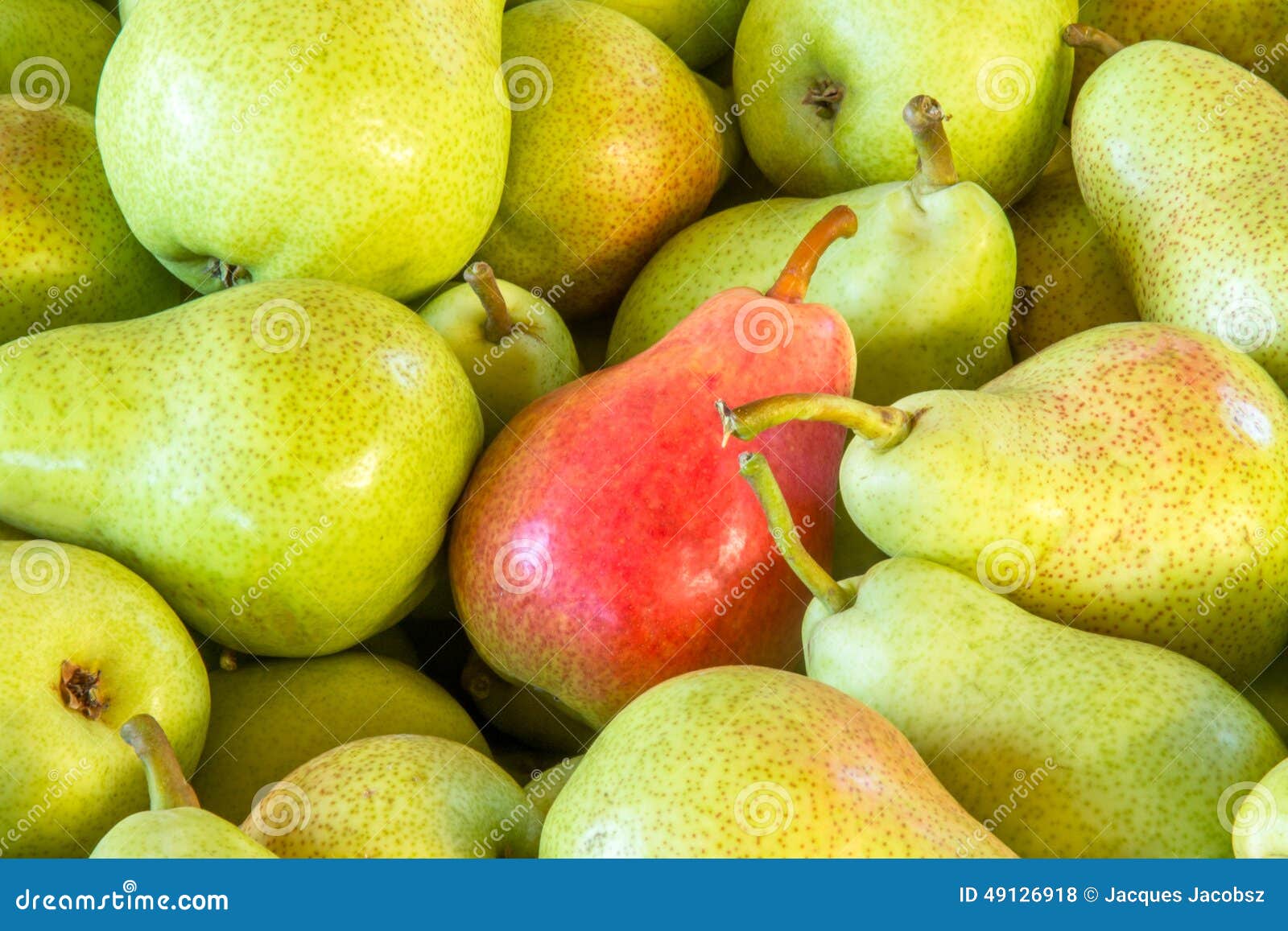 Rosemary Pears stock photo. Image of ripe, close, stems 49126918