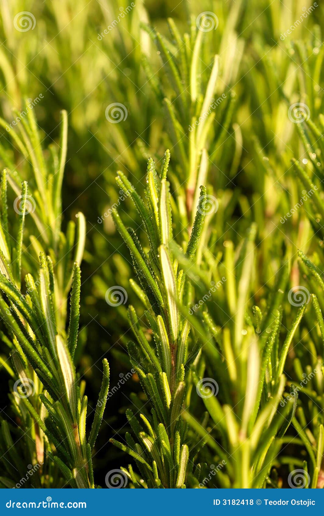 Rosemary plant stock photo. Image of rosemary, taste, flavor 3182418