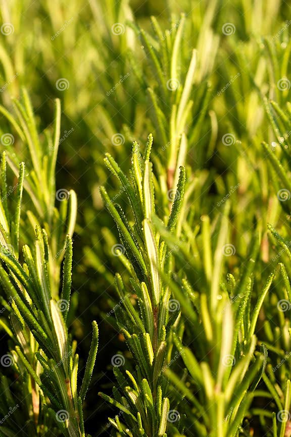 Rosemary plant stock photo. Image of rosemary, taste, flavor 3182418