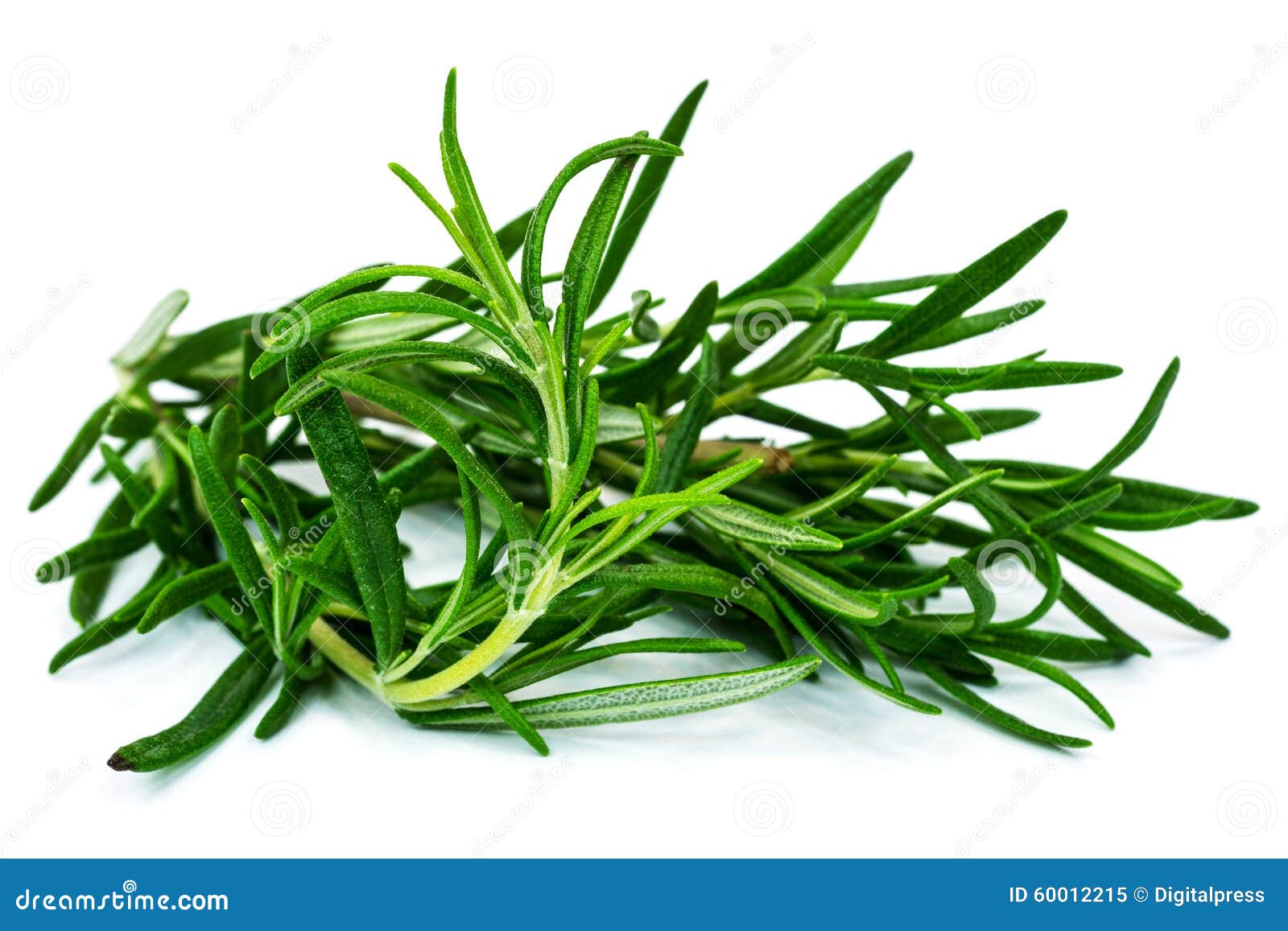 Rosemary Plant, sluit omhoog van groen kruid op witte achtergrond