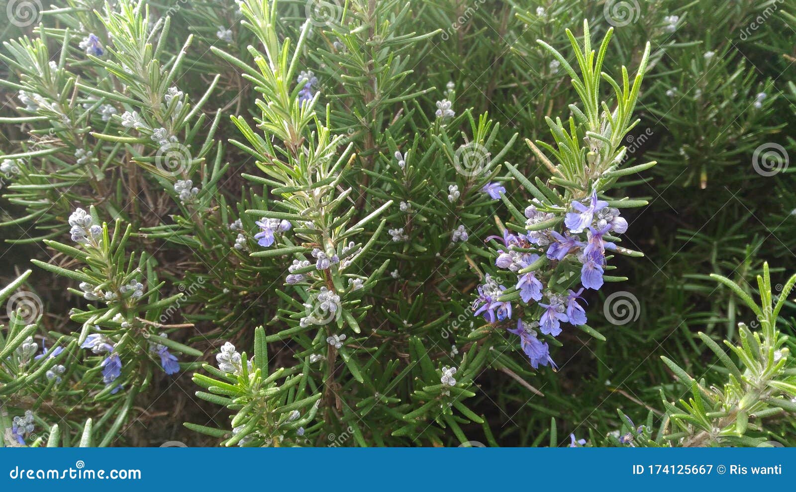 Rosemary plant in bloom stock image. Image of kitchenherb 174125667