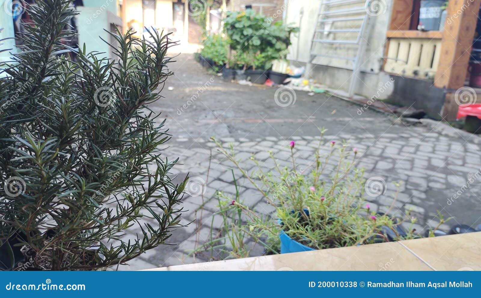 Rosemary Plant in Front of My House Stock Photo Image of soil, yard