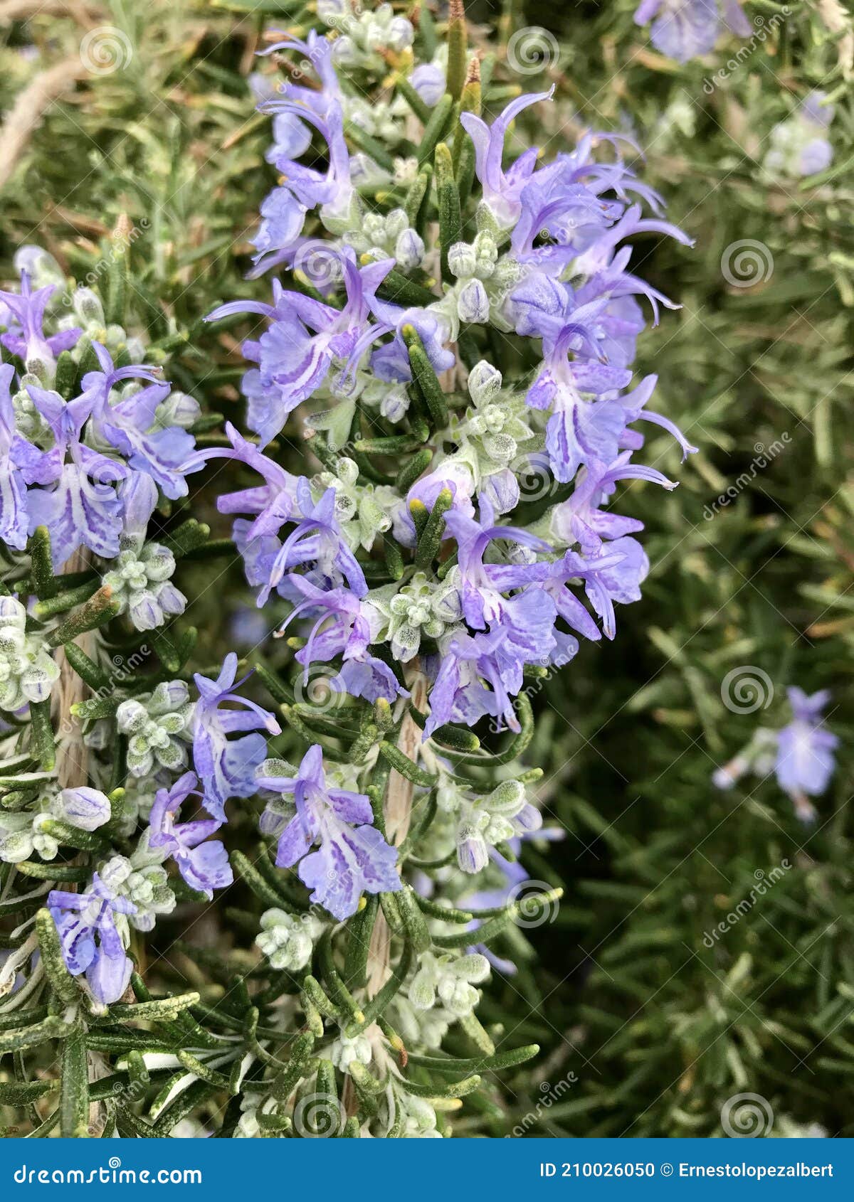 Rosemary Plant in Full Bloom on a Sunny Day Stock Photo Image of food